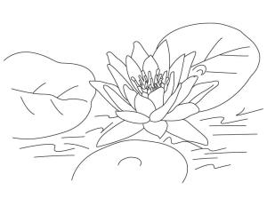 Lotus boyama sayfası,  coloring page, Yazdırılabilir Lotus Çiçeği, 