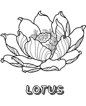 Lotus boyama sayfası,  coloring page, Lotus Çiçeği İyi, 