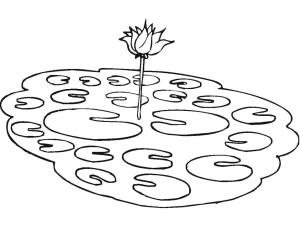 Lotus boyama sayfası,  coloring page, Havuzdaki Lotus, 