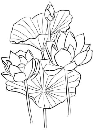 Lotus boyama sayfası,  coloring page, Lotus Ücretsiz Yazdırılabilir, 