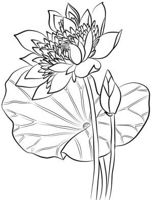 Lotus boyama sayfası,  coloring page, Lotus Ücretsiz, 