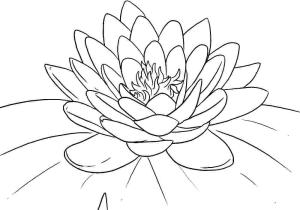 Lotus boyama sayfası,  coloring page, İnanılmaz Lotus Çiçeği, 