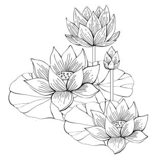 Lotus boyama sayfası,  coloring page, Kutsal Lotus, 