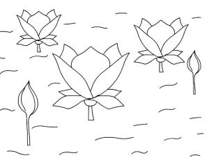 Lotus boyama sayfası,  coloring page, Havuzdaki Lotus Çiçekleri, 