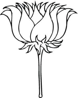 Lotus boyama sayfası,  coloring page, Lotus Çiçeği Yazdırılabilir, 