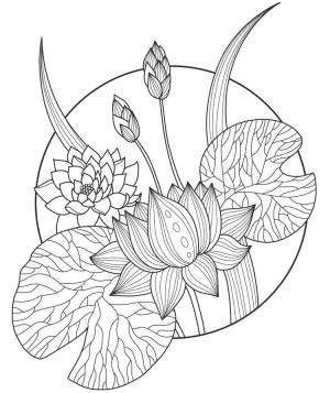 Lotus boyama sayfası,  coloring page, Güzel Lotus Çiçeği, 