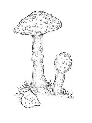 Mantar boyama sayfası,  coloring page, Mantars 2, 