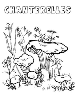 Mantar boyama sayfası,  coloring page, Cantharellus Cibarius Mantarı, 