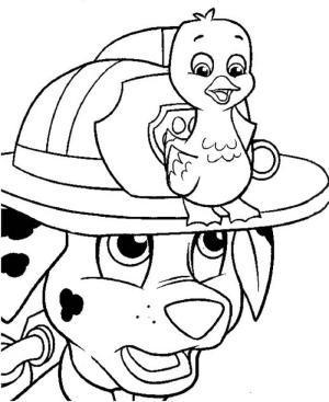 Marshall Paw Patrol boyama sayfası,  coloring page, Marshall ve Ördek Yavrusu, 