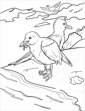 Martı boyama sayfası,  coloring page, Martı Yeme, 