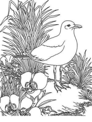 Martı boyama sayfası,  coloring page, Çimenli Martı, 