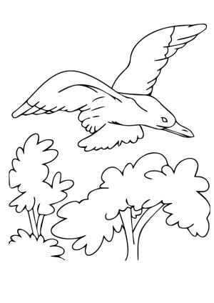 Martı boyama sayfası,  coloring page, Yellow Footed Gull, 