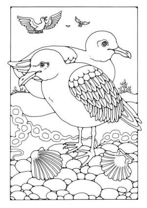 Martı boyama sayfası,  coloring page, Kuş Martılar, 