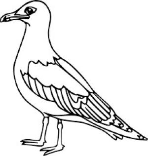 Martı boyama sayfası,  coloring page, Temel Martılar, 