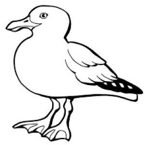 Martı boyama sayfası,  coloring page, Normal Martılar, 