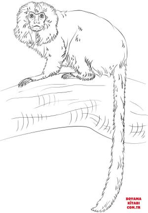 Maymun boyama sayfası, Monkey coloring page, , monkeys golden lion tamarin monkey 