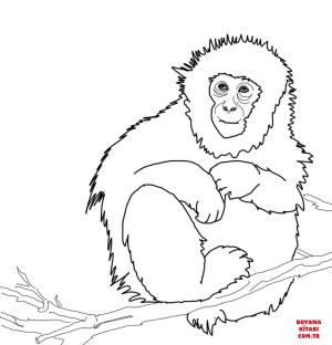 Maymun boyama sayfası, Monkey coloring page, , monkeys japanese macaque or snow monkey 