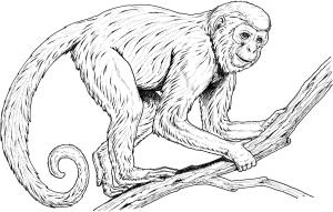 Maymun boyama sayfası, Monkey coloring page, Maymun Yetişkinler Içindir, 