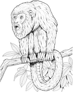 Maymun boyama sayfası, Monkey coloring page, , monkeys howler monkey on a tree 