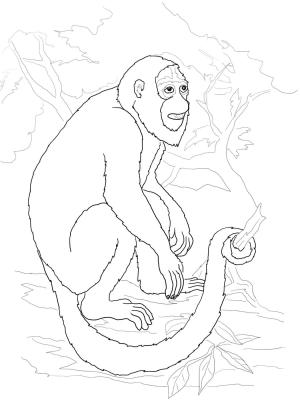 Maymun boyama sayfası, Monkey coloring page, , monkeys howler monkey 