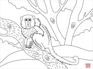 Maymun boyama sayfası, Monkey coloring page, , monkeys monkey 