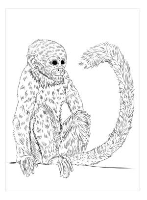 Maymun boyama sayfası, Monkey coloring page, Güzel Maymun, 