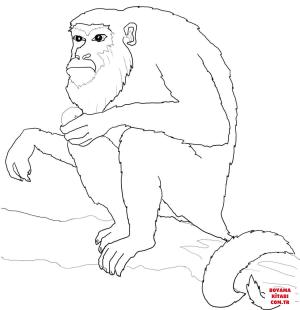 Maymun boyama sayfası, Monkey coloring page, , monkeys howler monkey sits on tree 