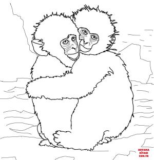 Maymun boyama sayfası, Monkey coloring page, , monkeys hugging snow monkeys 