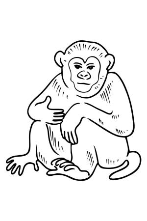 Maymun boyama sayfası, Monkey coloring page, Müthiş Maymun, 