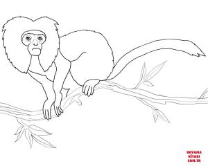 Maymun boyama sayfası, Monkey coloring page, , monkeys golden lion tamarin 