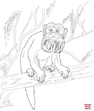 Maymun boyama sayfası, Monkey coloring page, , monkeys emperor tamarin on tree 