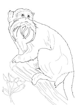 Maymun boyama sayfası, Monkey coloring page, , monkeys emperor tamarin 