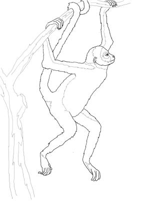 Maymun boyama sayfası, Monkey coloring page, , monkeys hanging spider monkey 