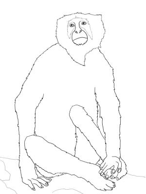 Maymun boyama sayfası, Monkey coloring page, , monkeys langur monkey 