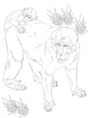 Maymun boyama sayfası, Monkey coloring page, , monkeys japanese macaque with baby 