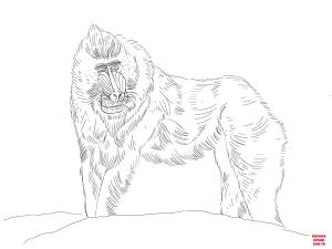 Maymun boyama sayfası, Monkey coloring page, , monkeys mandrill monkey 