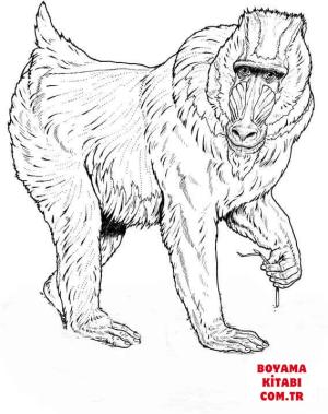 Maymun boyama sayfası, Monkey coloring page, , monkeys mandrill 