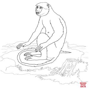 Maymun boyama sayfası, Monkey coloring page, , monkeys langur 