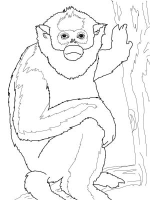 Maymun boyama sayfası, Monkey coloring page, , monkeys golden monkey 