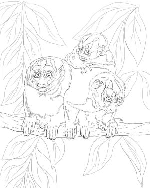 Maymun boyama sayfası, Monkey coloring page, , monkeys kuhl#039;s night monkey 