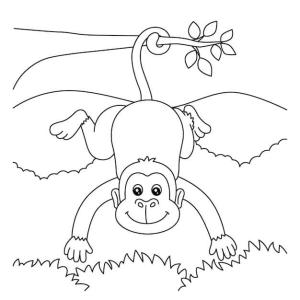 Maymun boyama sayfası, Monkey coloring page, Normal Maymun, 