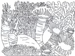 Mercan boyama sayfası,  coloring page, Sert Mercan, 