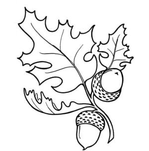 Meşe Palamudu boyama sayfası,  coloring page, Yapraklı İki Meşe Palamudu, 