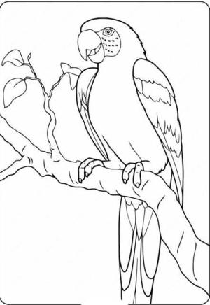 Muhabbet Kuşu boyama sayfası,  coloring page, Papağan JPG, 