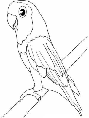 Muhabbet Kuşu boyama sayfası,  coloring page, papağan, 