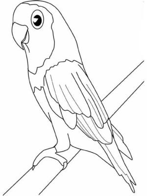 Muhabbet Kuşu boyama sayfası,  coloring page, Sevimli Papağan, 