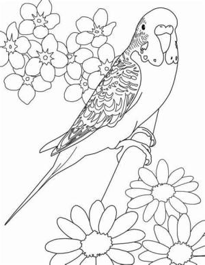 Muhabbet Kuşu boyama sayfası,  coloring page, Papağan Çiçek, 