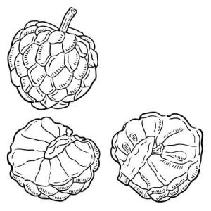 Muhallebi Elma boyama sayfası,  coloring page, Bir Cherimoya ve iki Yarım Cherimoya, 