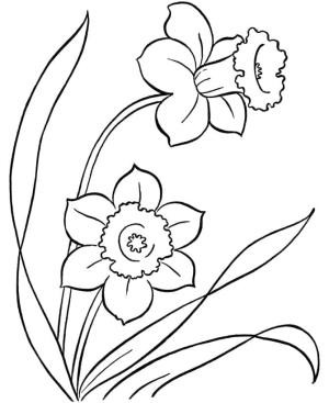 Nergis boyama sayfası,  coloring page, Iki Nergis, 