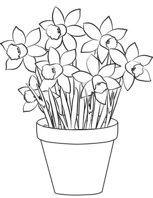 Nergis boyama sayfası,  coloring page, Nergis Saksısı Ücretsiz, 